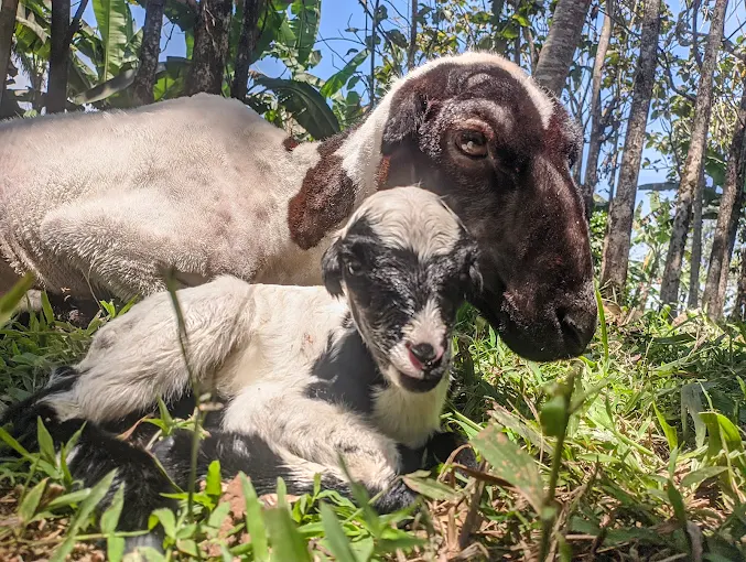 Galeri Domba Alam Farm